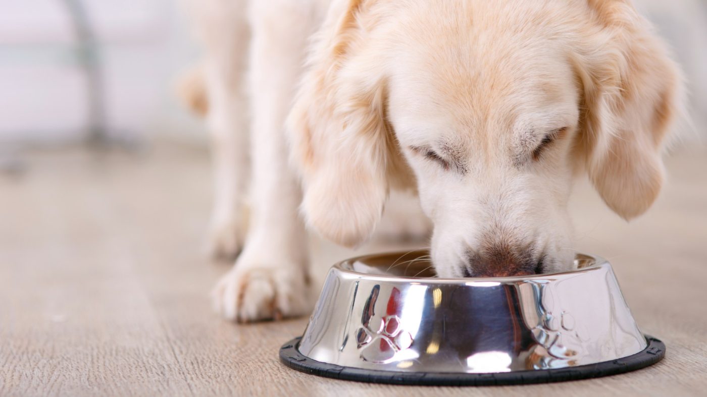 Amici a Quattro Zampe -Amici a Quattro Zampe Crocchette cane e croccantini gatto migliore cibo secco e umido per cani e gatti g3 1 large
