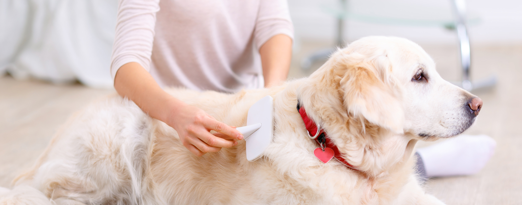 Amici a Quattro Zampe -Amici a Quattro Zampe caring for your dogs coat