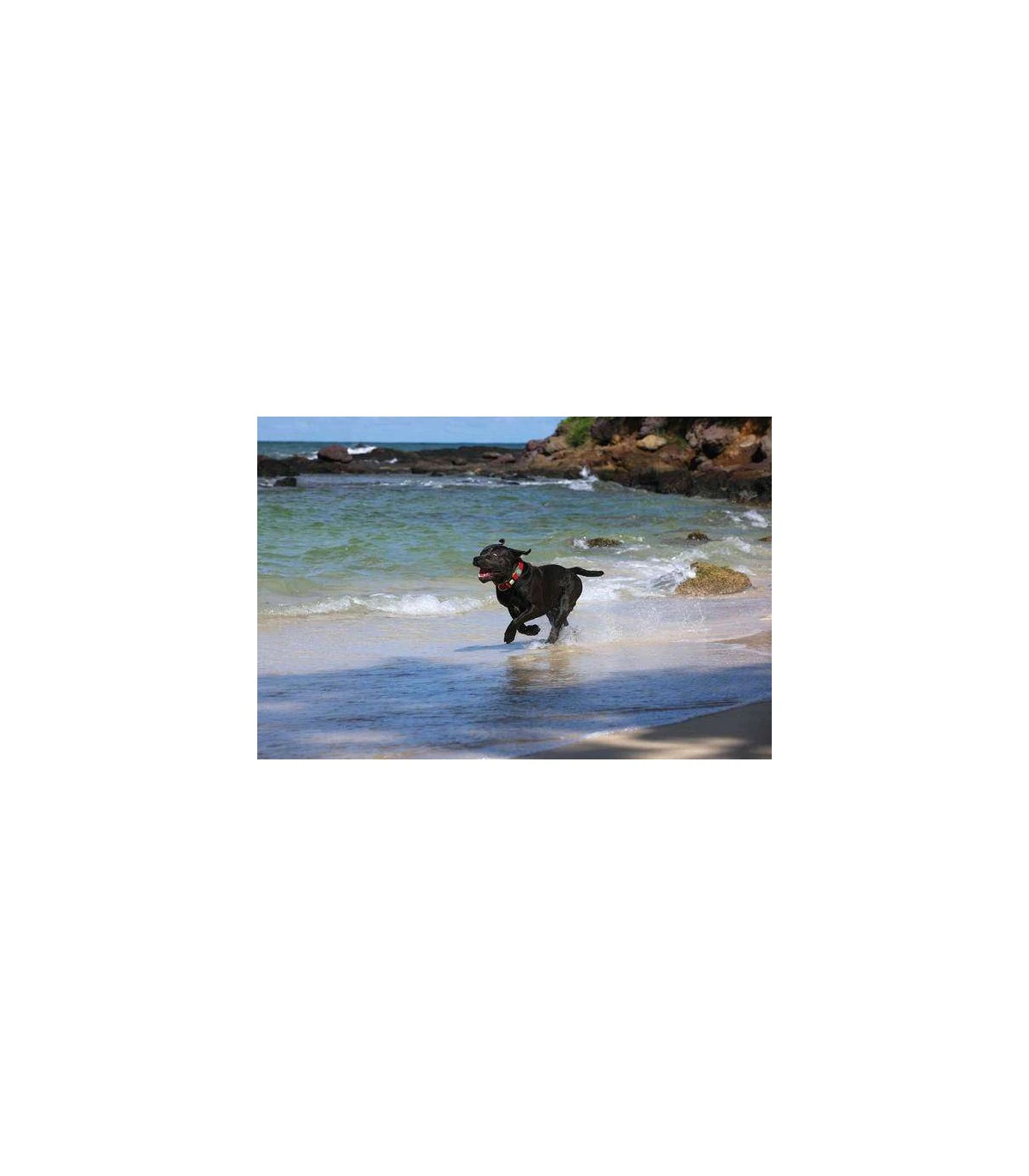 Hunter Collare Maui Vario Plus Taglia Medium Rosso 2 Hunter Collare Maui Vario Plus Taglia Medium Rosso - immagine 2